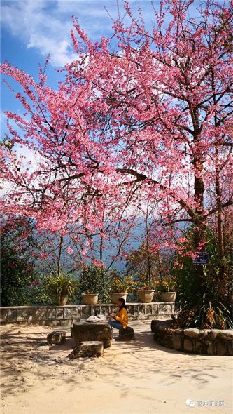 腾冲樱花谷樱花节,腾冲樱花谷最佳观赏季