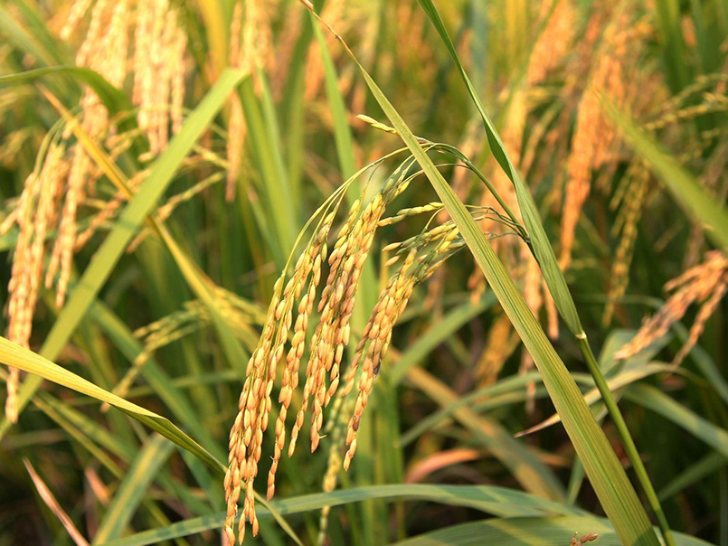 大米有黑色小虫子是什么虫子,大米里面有黑色小虫子哪里来
