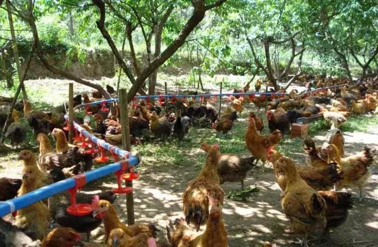 鸡肠炎可以控制吗,鸡得病毒性肠炎怎么治疗