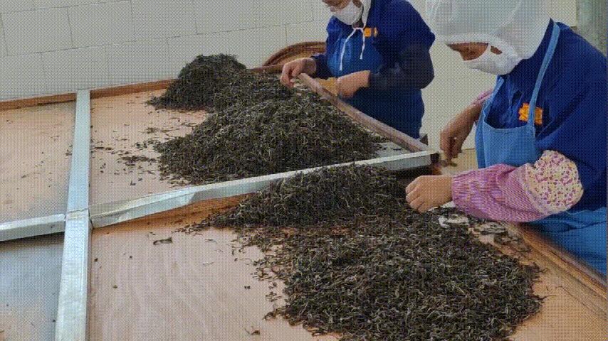 盼了一年的好茶,勐库戎氏古树茶2010秋茶