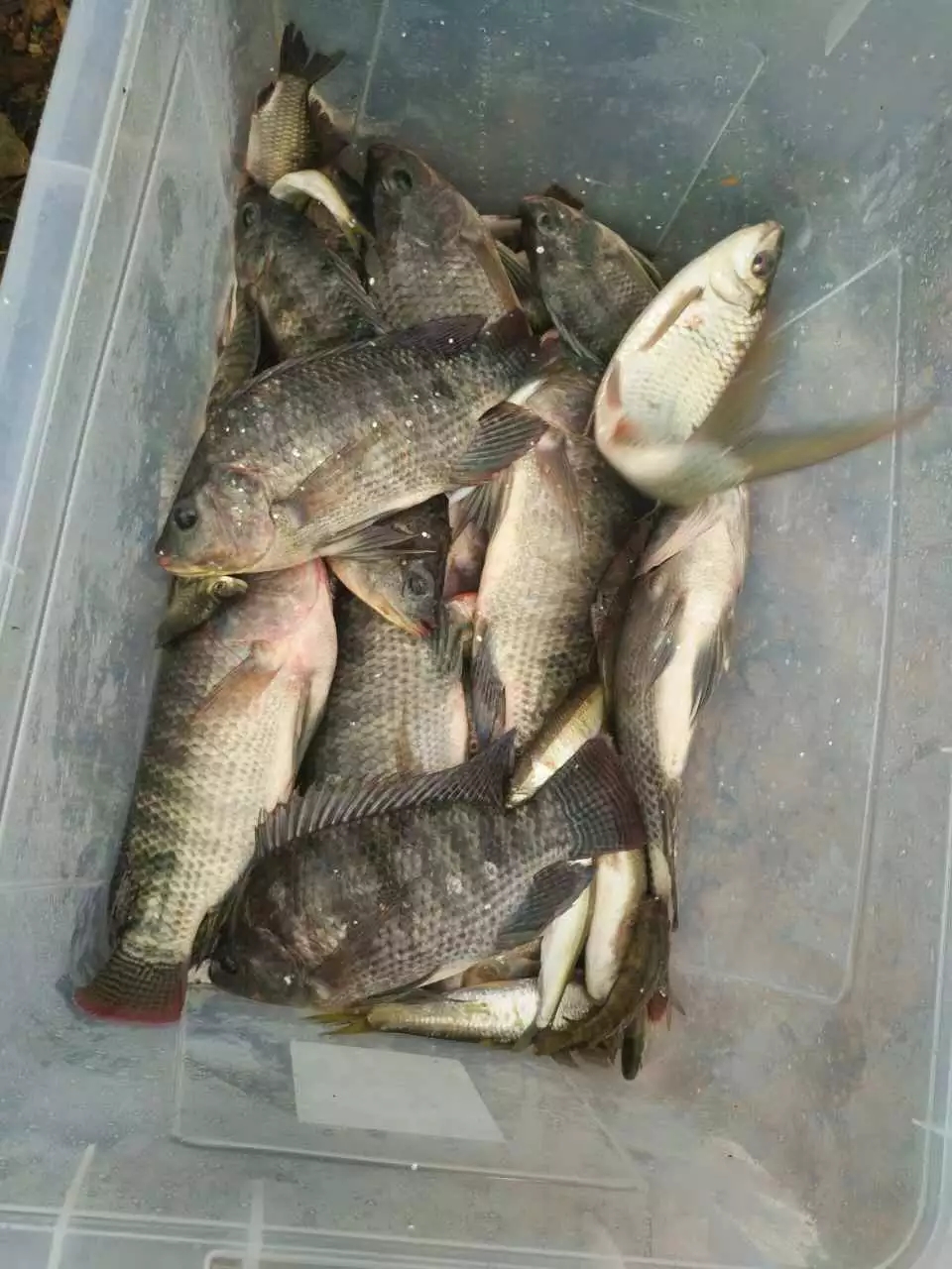 黑坑野钓通杀饵料视频,用牛皮黑坑饵料钓鱼