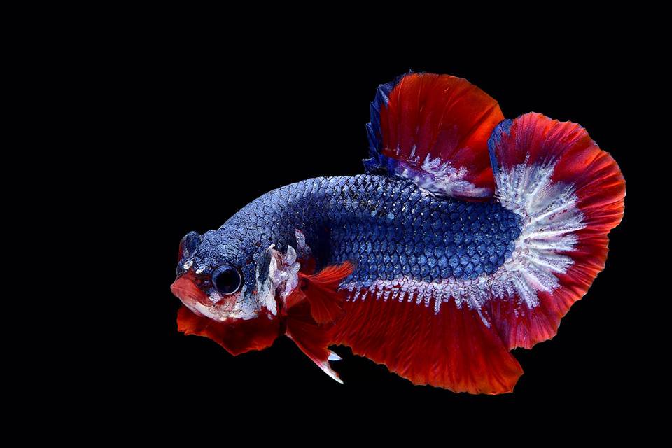 怎样养好狮王斗鱼,如何养斗鱼最好方法