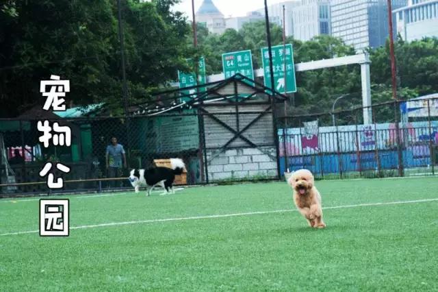 什么地方适合带猫狗玩耍,北京铲屎官可以带狗玩的地方
