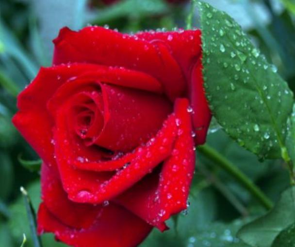 花开成景花开成诗,花开成景花落为诗