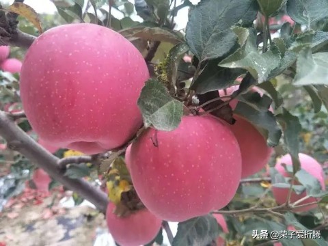 怎么给果树施肥而不伤果树,盲目施肥对果树有什么影响