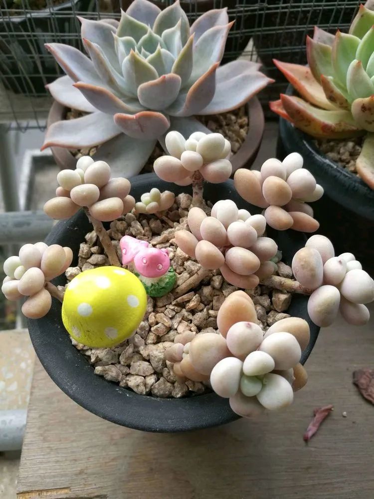 适合从小养到大的多肉,由小到大由浅入深