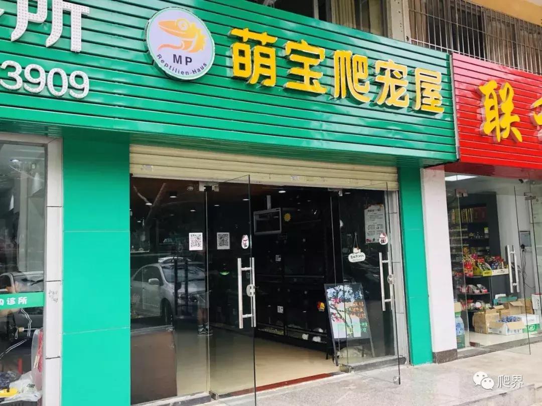 伦敦的爬宠店,隐藏在小区深处的店铺