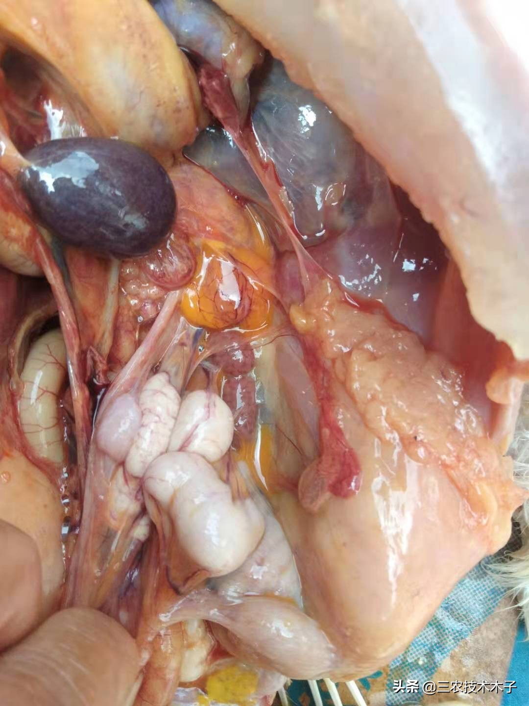 导致高产蛋鸡患卵黄性腹膜炎的三大因素，及防止措施