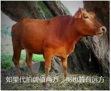 鍥涢腑鎭嬫儏,鍥涢腑cp鏄湡鐨勫悧