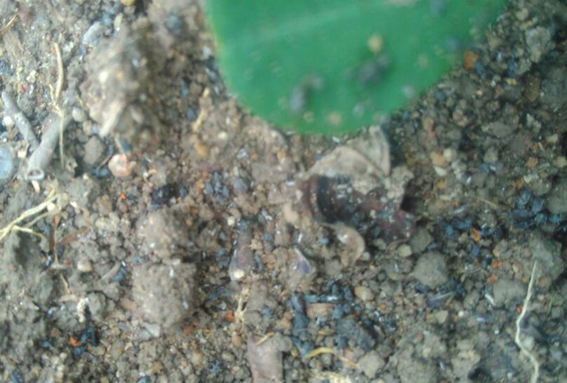 种花生会长什么虫,花生地里长的大白虫子怎么办