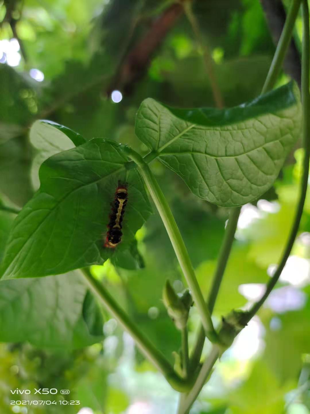 为什么碰了毛毛虫会全身发痒,看到毛毛虫就发痒是怎么回事
