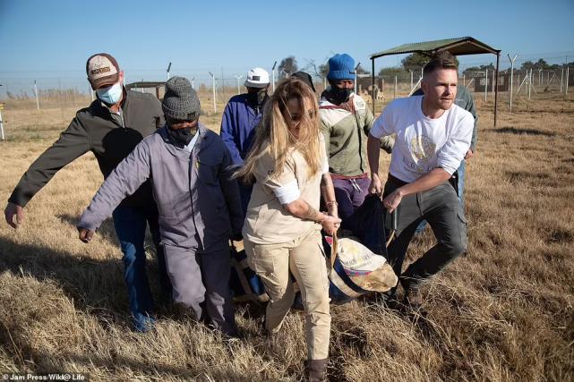 南非四头狮子差点被扒皮抽骨，变成虎骨膏替代原料，结局令人暖心