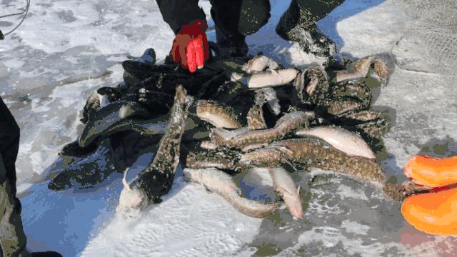 在祖国最东边零下20度的夜里,直播捞鱼