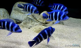 底滤鱼缸过滤原理及常见问题,底滤板气动过滤原理