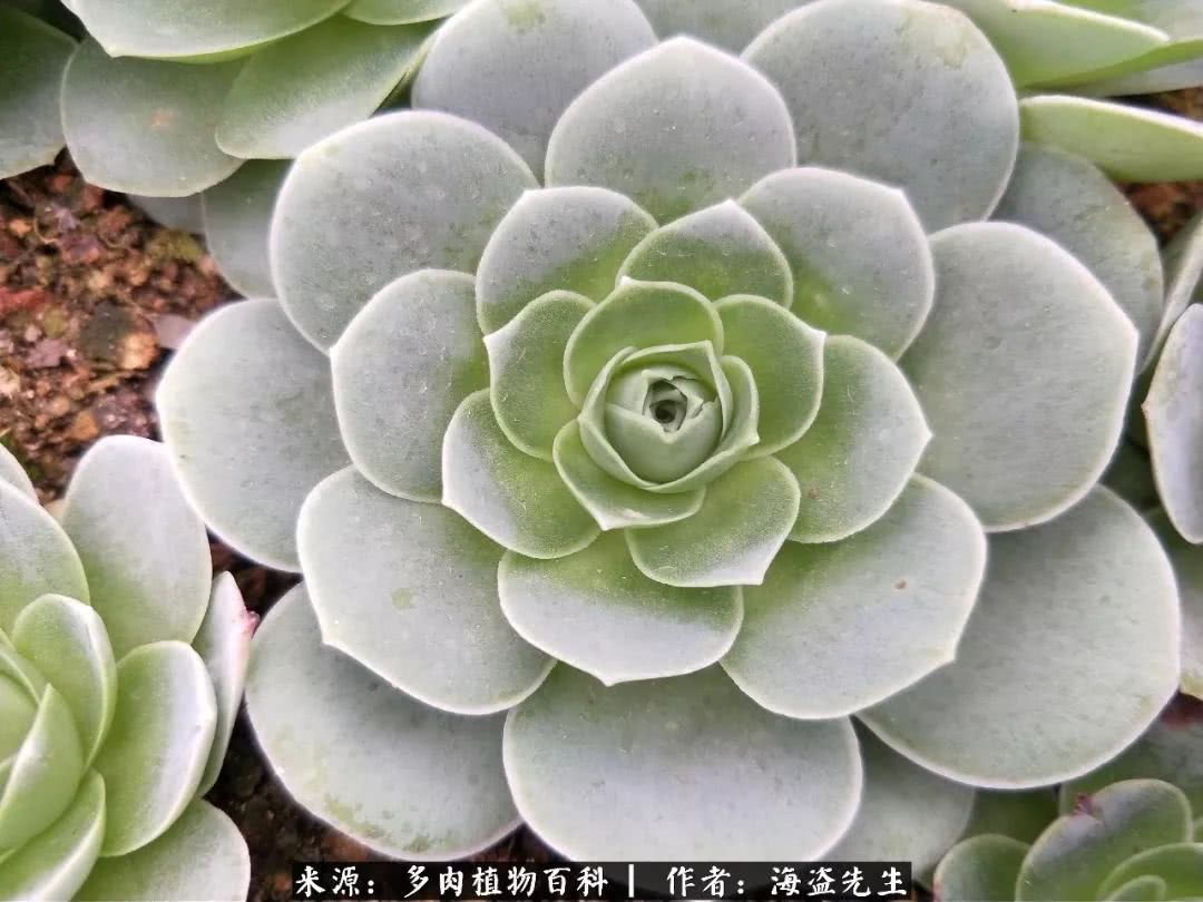 介绍多肉生长特点,多肉植物科普讲解图片视频