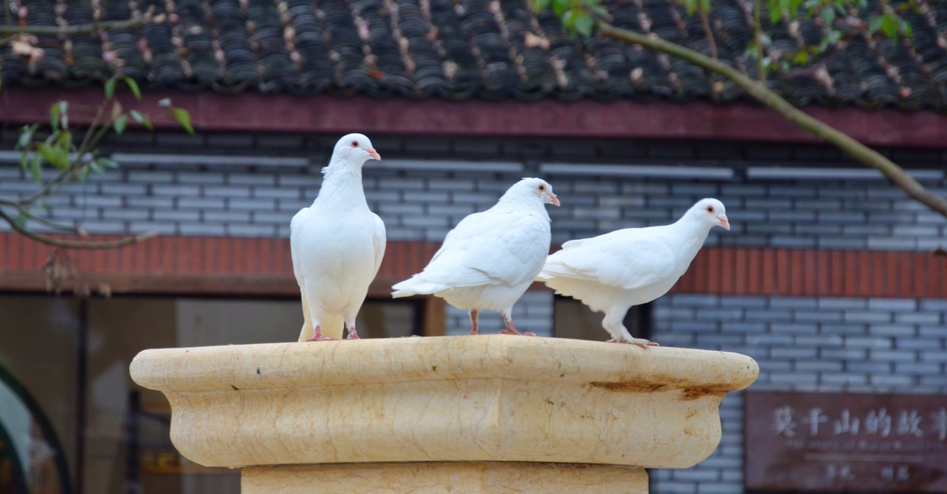 一座白楼，青山环绕，云卷雾舒～享受在莫干山野的娴静自由