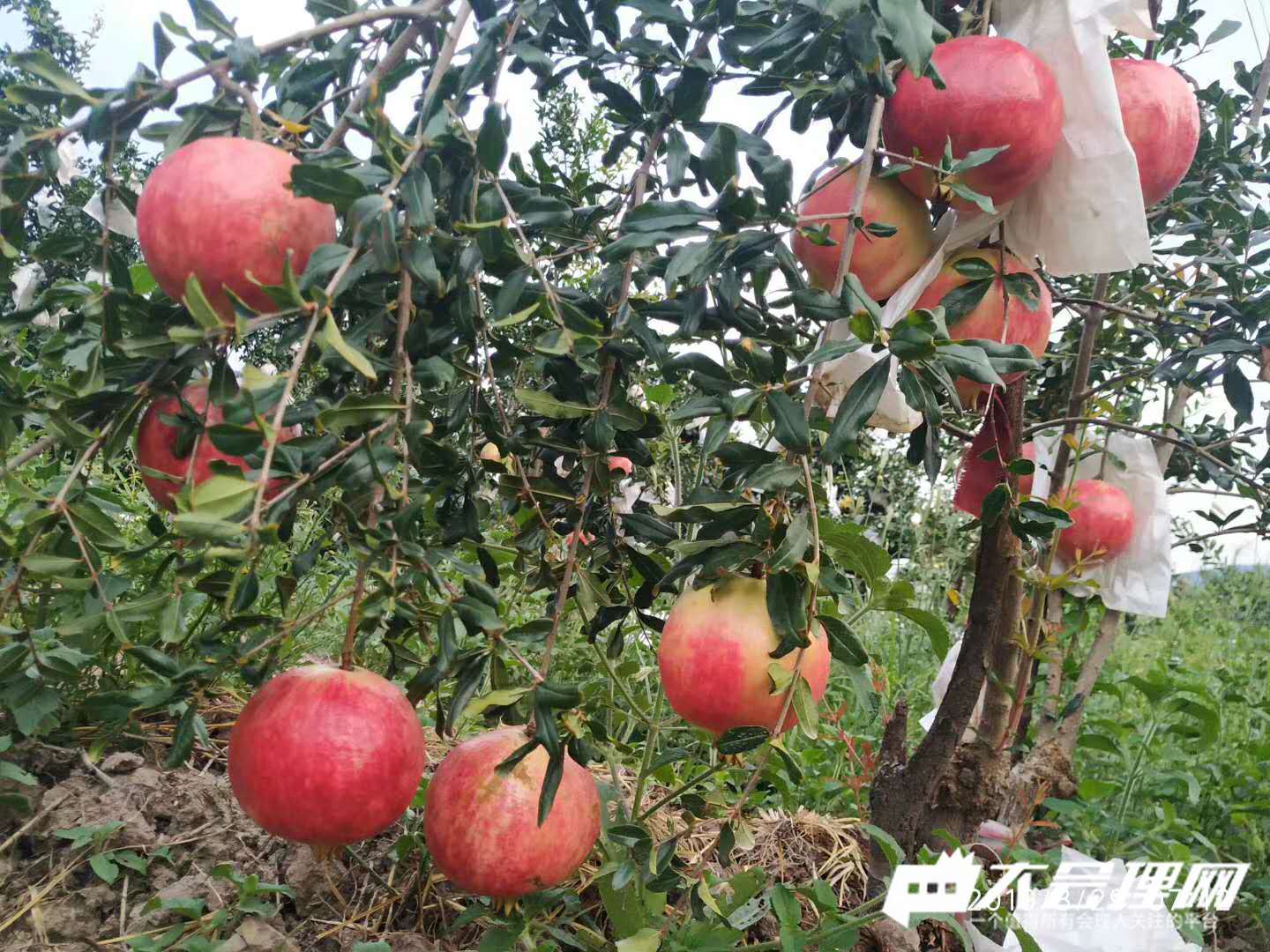 哪里有软籽石榴苗出售,无籽石榴苗去哪里购买