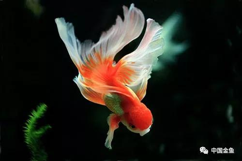 冬天养鱼的正确方法,冬天养鱼养水的正确方法