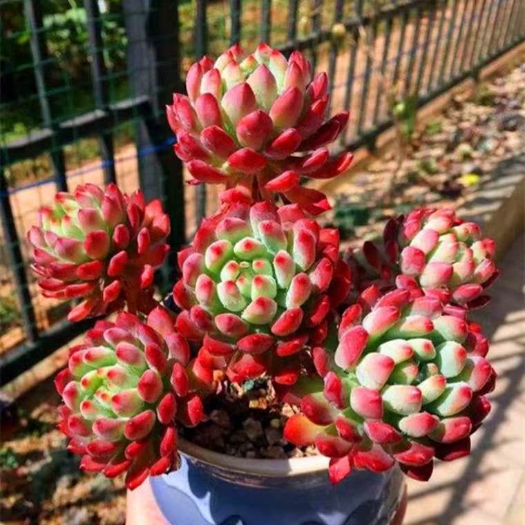 多肉长出小朵怎么办,多肉白胡须怎么养