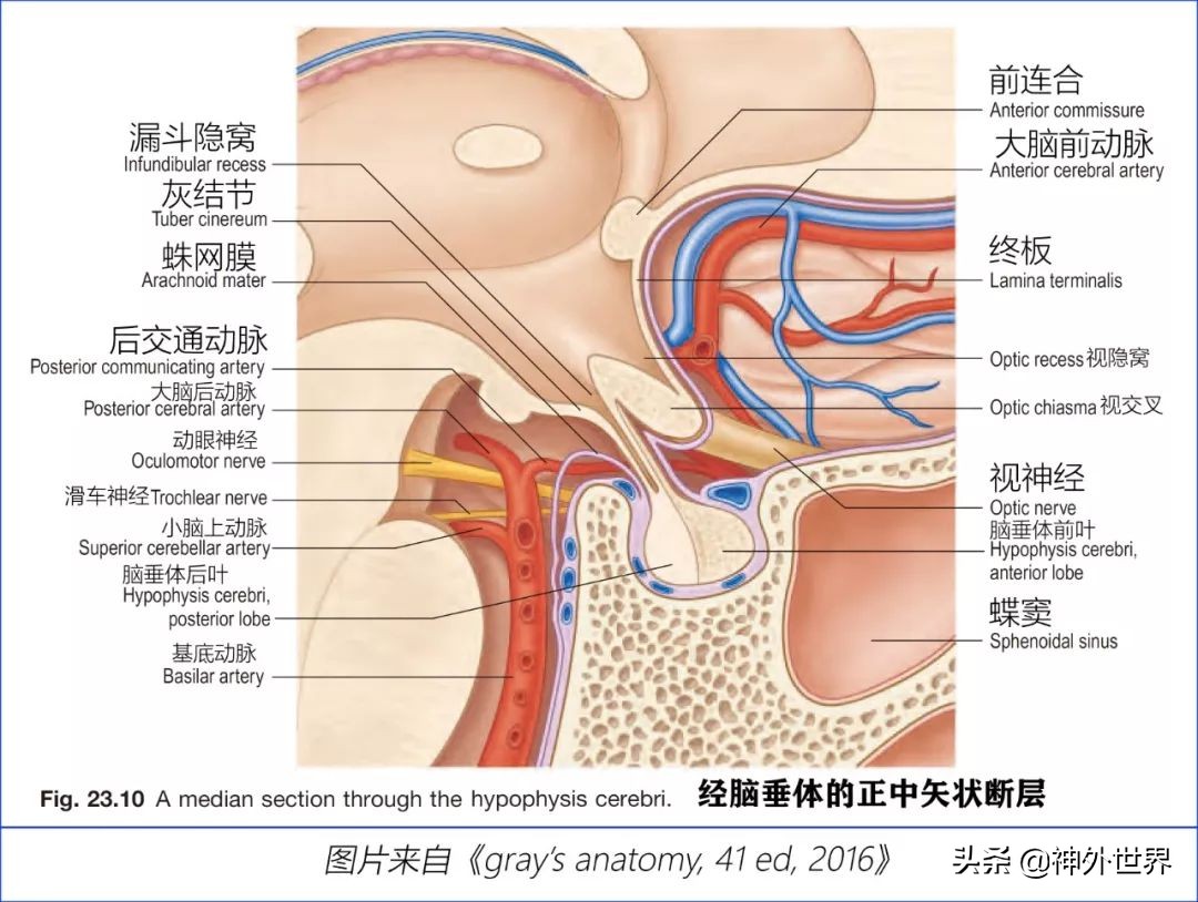 鞍区核磁解剖图,鞍区解剖与手术