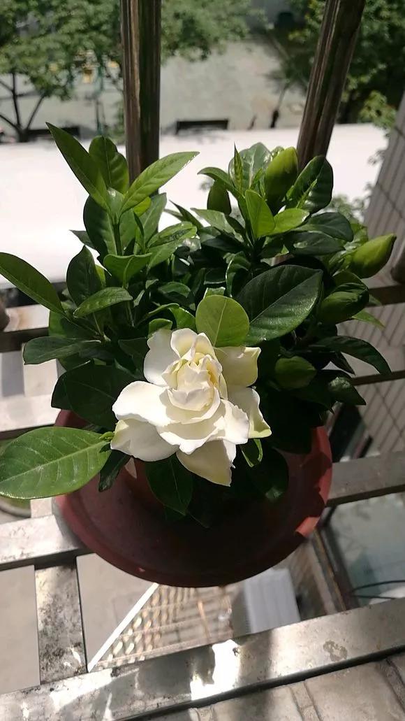 剪下枝条给根插水就能活的绿植,什么花枝条插水就能活