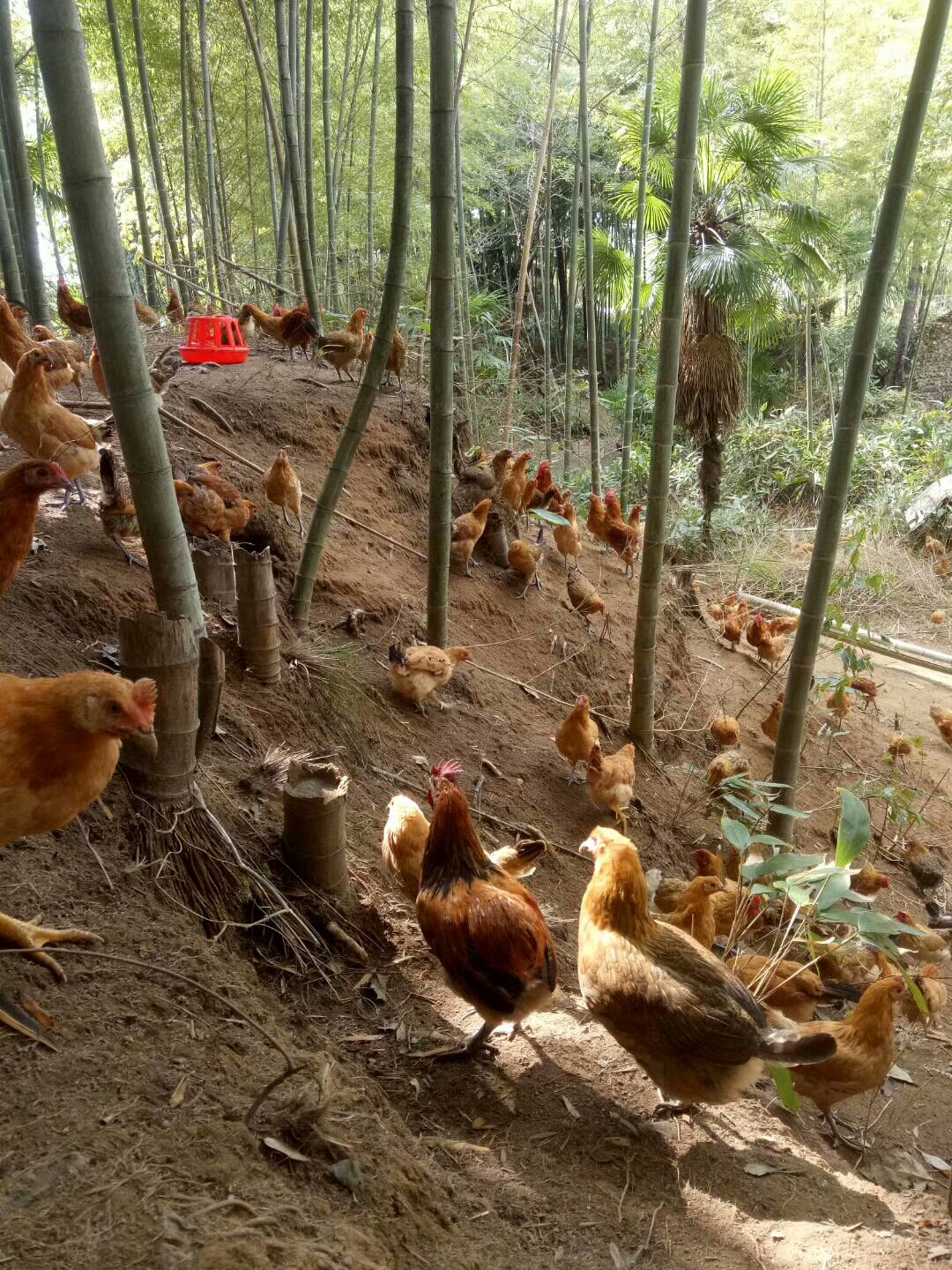 正宗散养土鸡卖不出去怎么办,农村养殖土鸡好卖吗