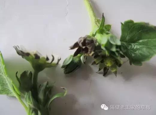 草莓大棚盐害怎么解决,草莓棚土壤板结变疏松的最佳方法