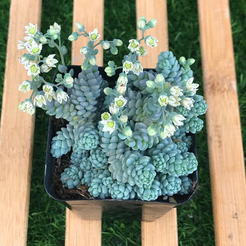 多肉植物掉叶什么情况用肥,多肉植物为什么老是掉叶子