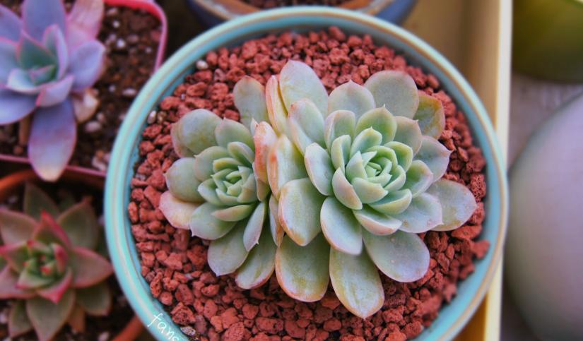 多肉冰梅怎么养出状态,多肉冰梅适合新手吗