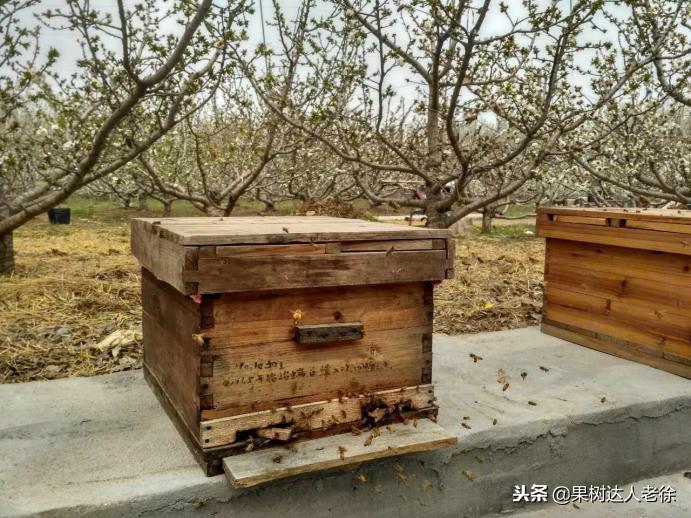 樱桃好吃树难栽下一句谚语是什么,樱桃好吃树难栽后一句是啥