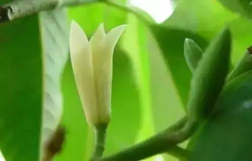 中国各市的市花,全国56个城市市花一览