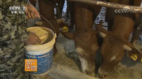 牛年吃牛肉牛气冲天,牛气冲天砂锅牛肉