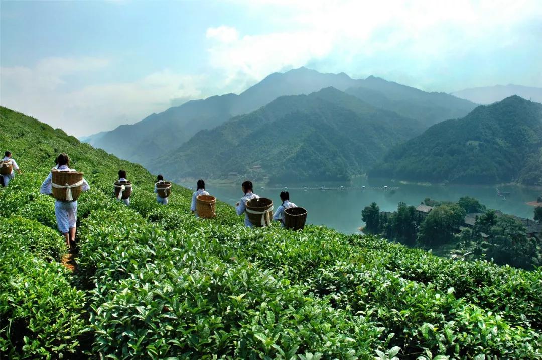 蔡华建的文章稻草人,蔡华建徐闻