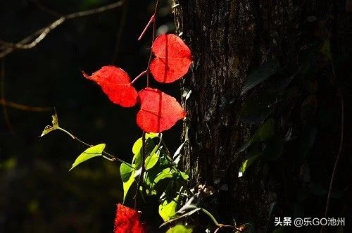 牯牛降儿童怎么玩,石台牯牛降风景区