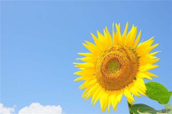 回忆自己成长的点点滴滴日记,关于第一次成长的心情日记