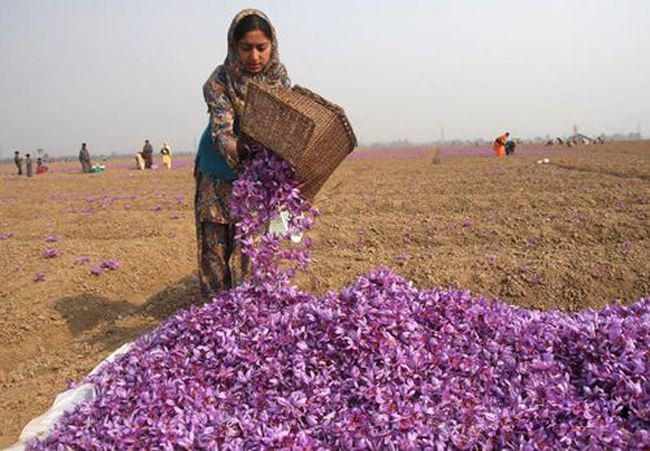 来自伊朗原产地的藏红花,伊朗藏红花最佳产地