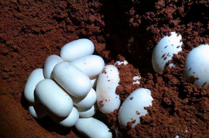 奇怪的知识又增加了!蛇的交配与繁衍:居然有两种独特的方式