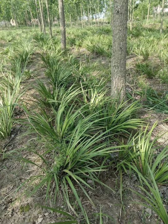 农村种植药材创业项目推荐,农村创业种植药材新模式