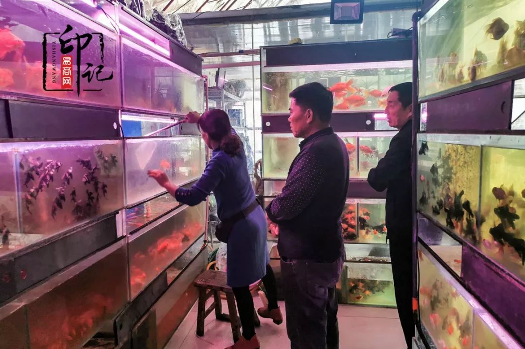 商丘花鸟批发基地,商丘花鸟市场地址