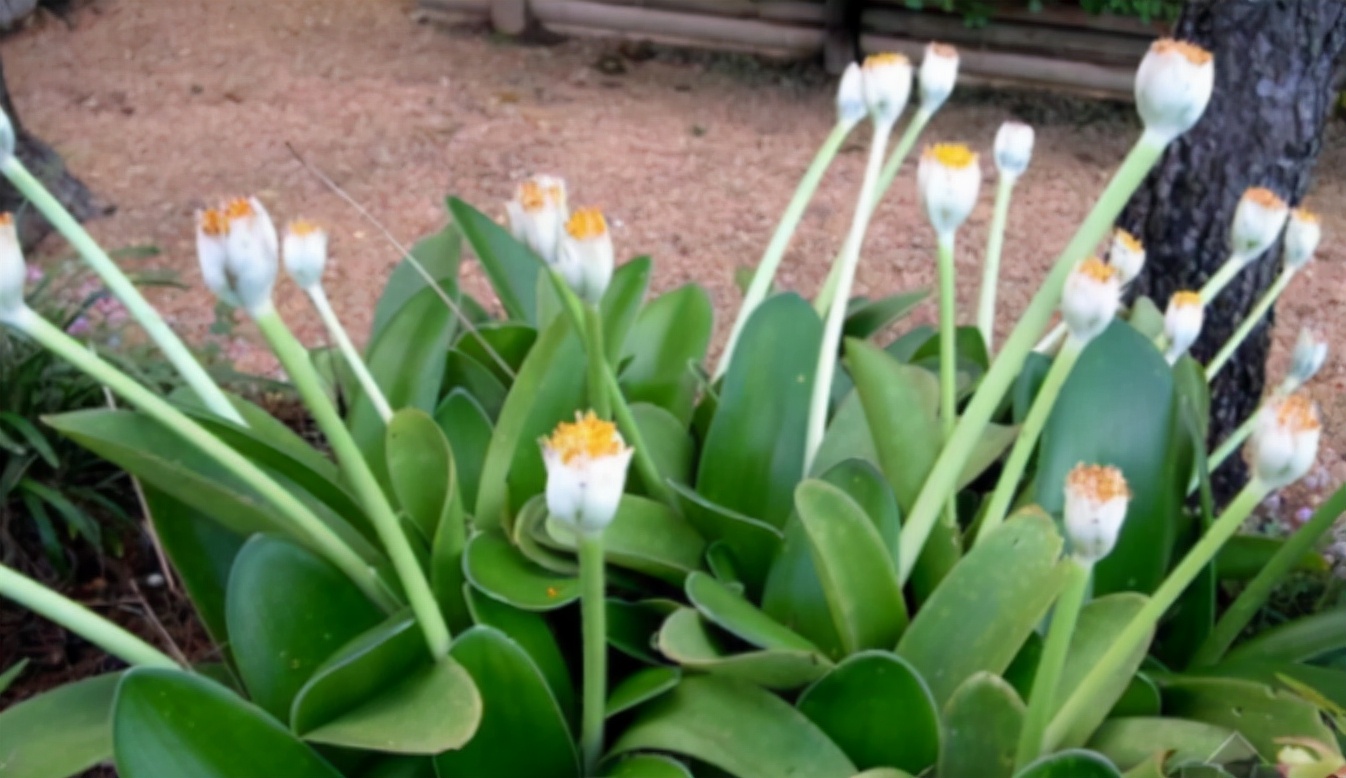 君子兰怎么养才能长得好还能开花,君子兰怎么养才能养得好看开花