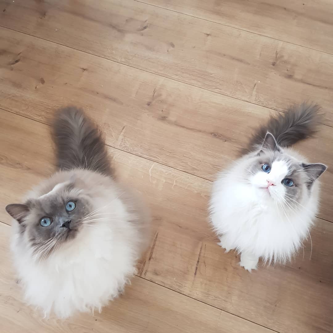 给养猫新手的好物推荐,给养猫的朋友祝福语