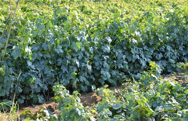 山葡萄栽植需要注意什么?