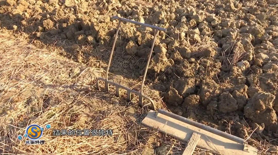 安义县黄洲镇马蹄之乡,贵港马蹄之乡是哪里的景点