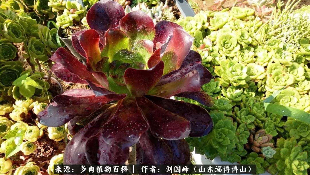 多肉安全度夏技巧,多肉如何度夏教学