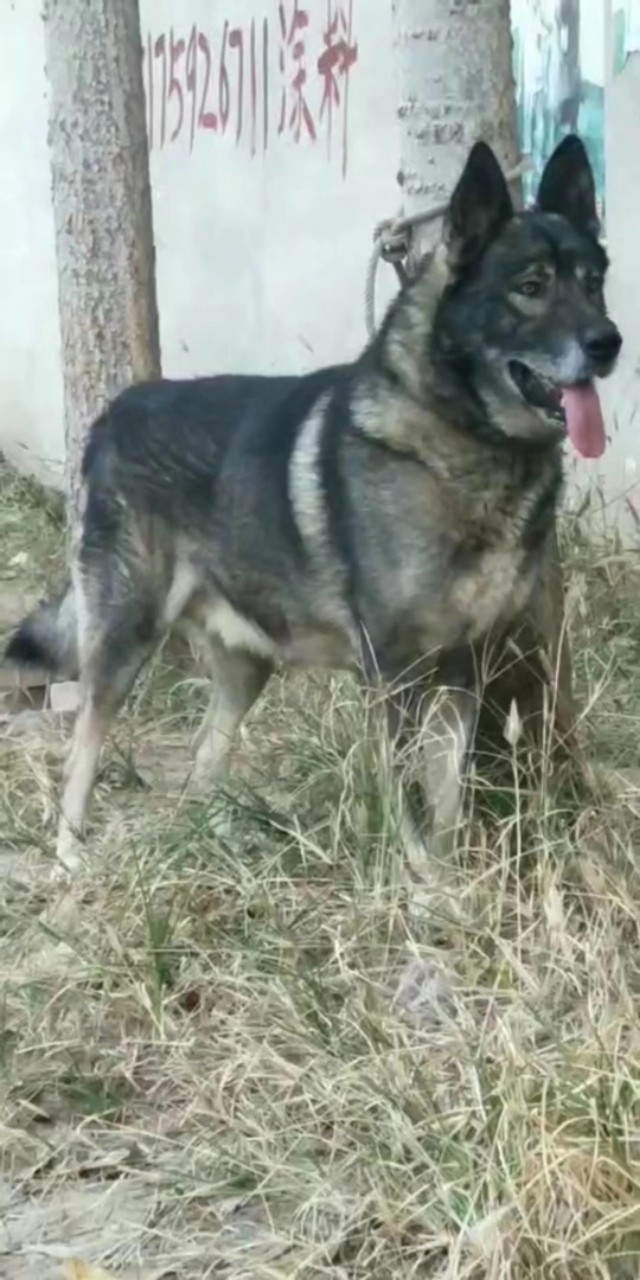 狼犬的故事,狼犬一般有多高