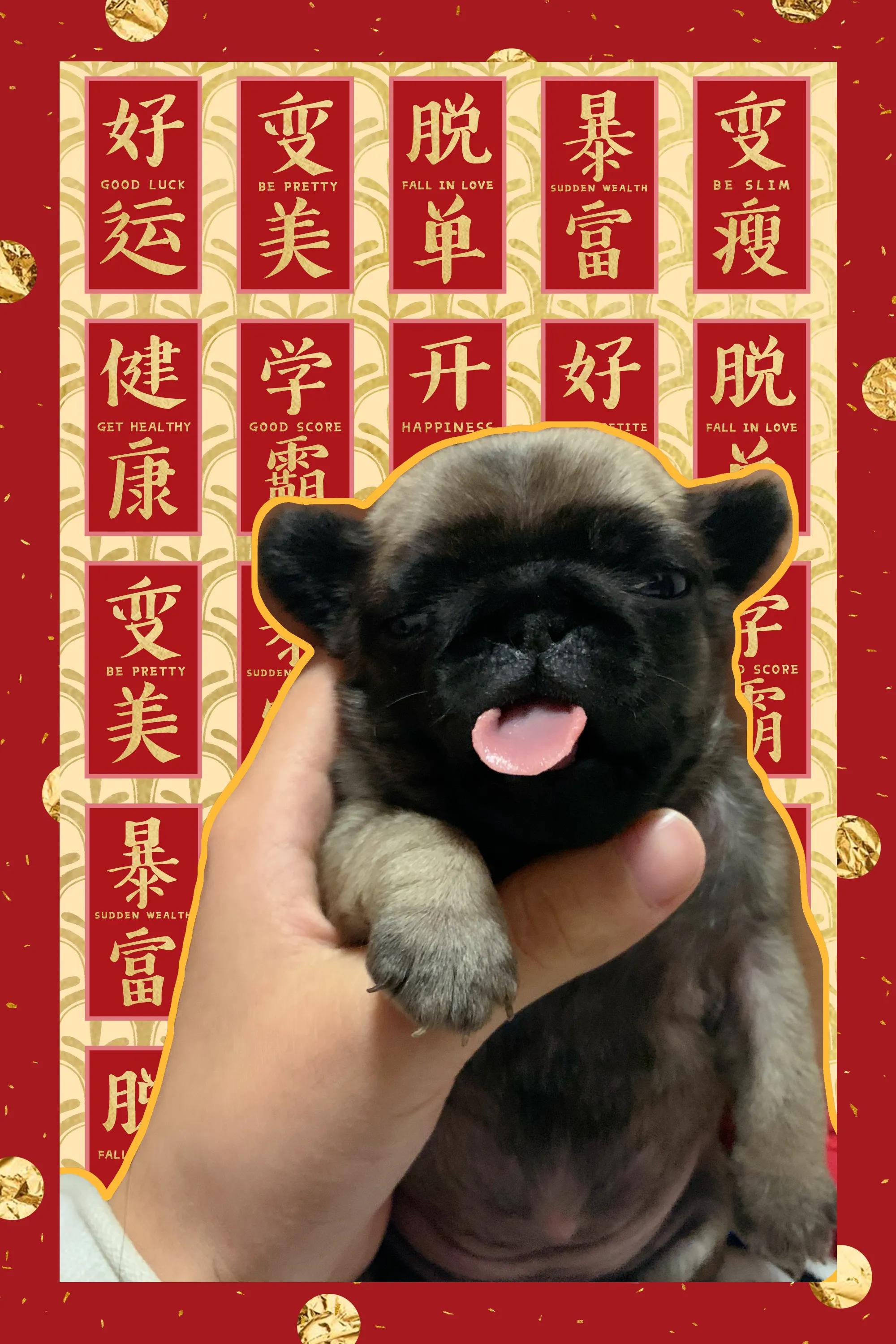 刚出生几天的猫咪没有母猫怎么养,农村刚出生几天的小猫怎么养