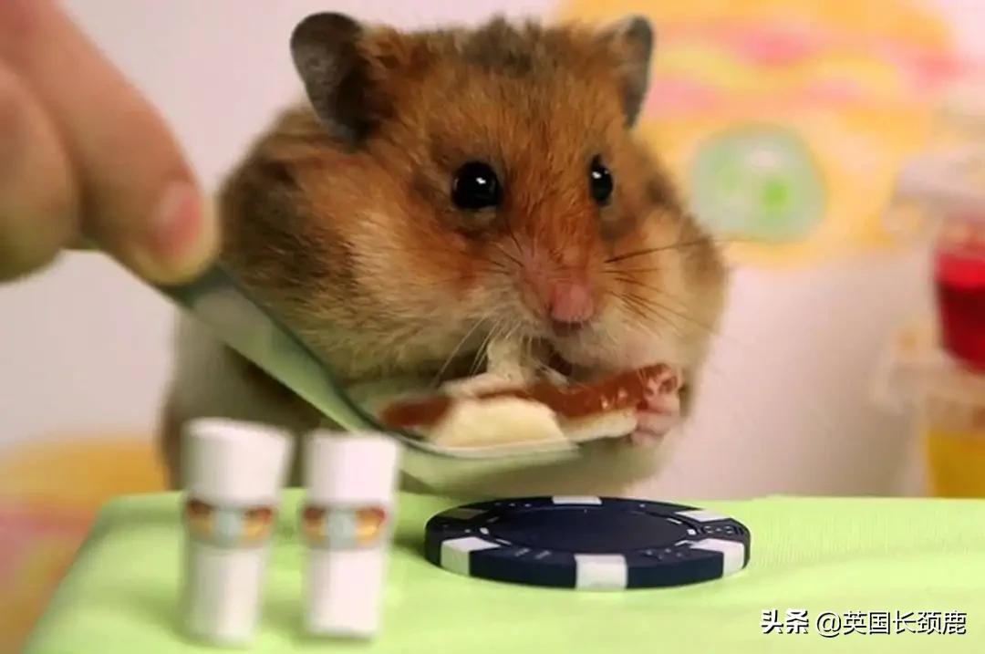 羊驼专治什么病,羊驼治愈厌食症