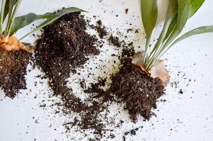 置爱|植物1.0是种在盆儿里的,植物2.0都趴在墙上的