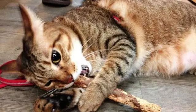 猫狗双全必备清单,猫狗主子的日常