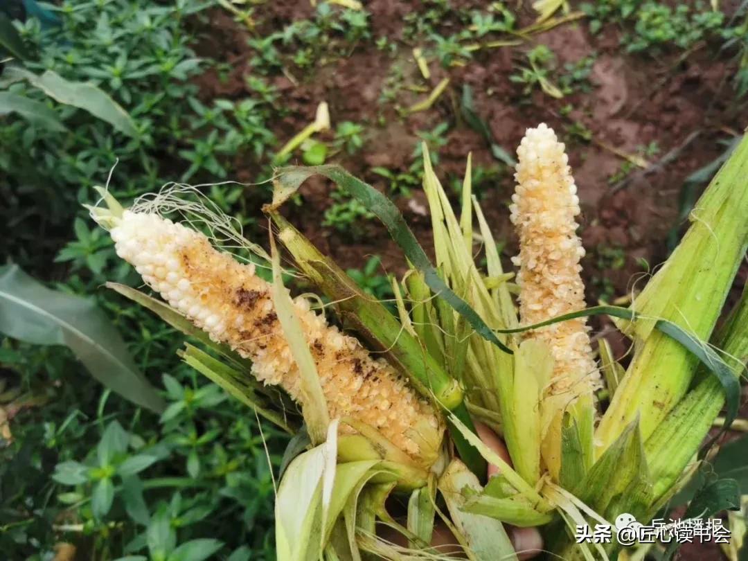 岳池“悟空”大闹龙藏山“九龙”智取降泼猴